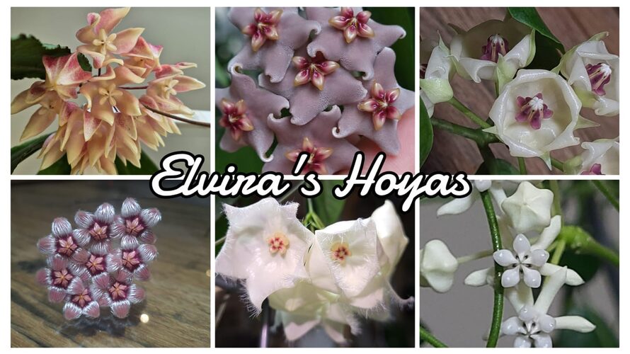 Elviras_Hoyas