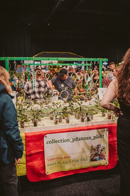 Collection_Planzen_Plant Collection_Planzen_Plant